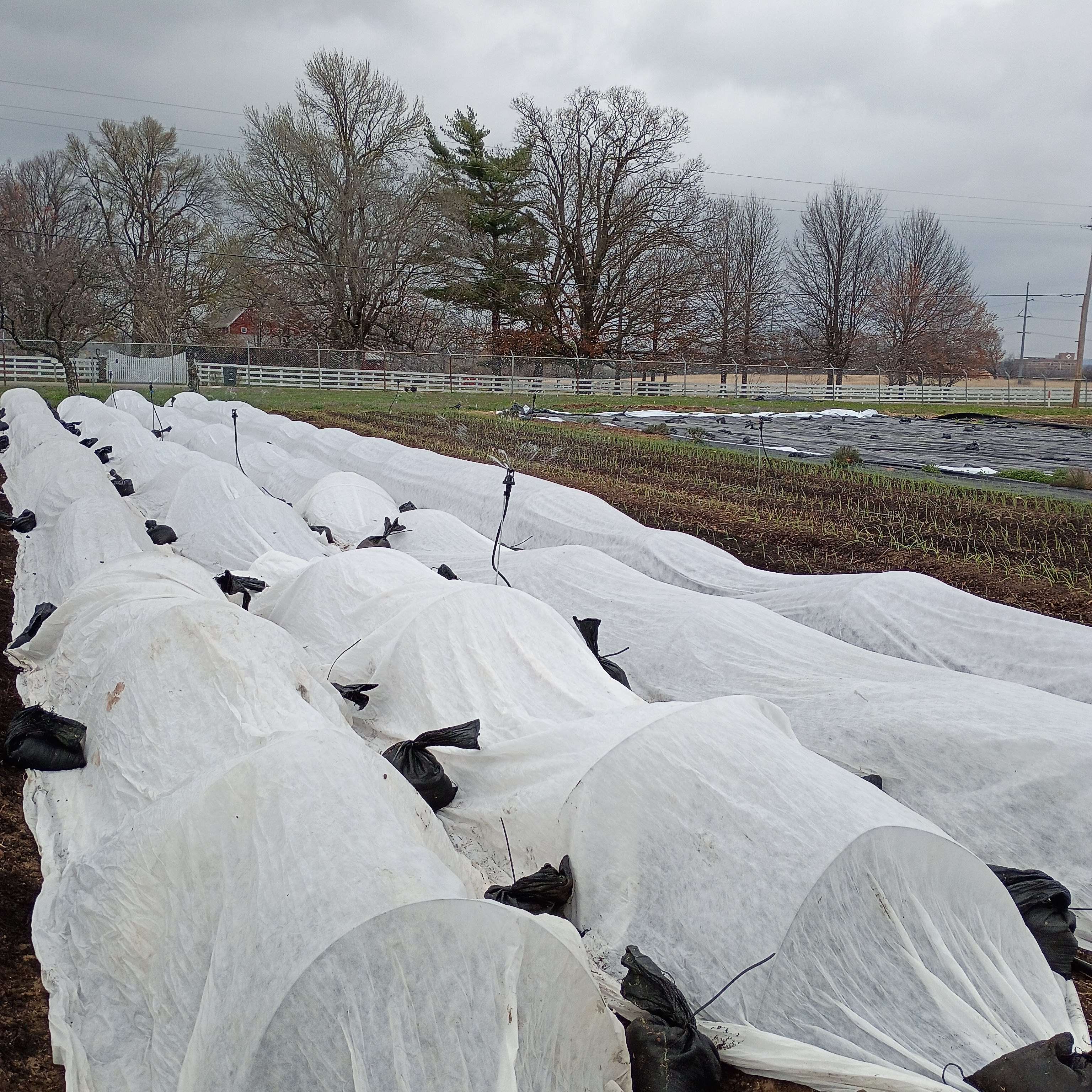 Fingers Crossed and Frost Cloth