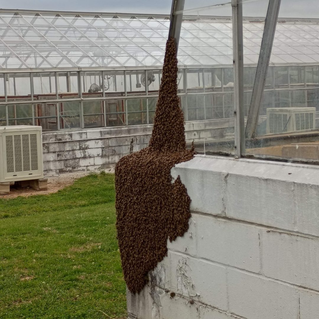 Bee Swarm