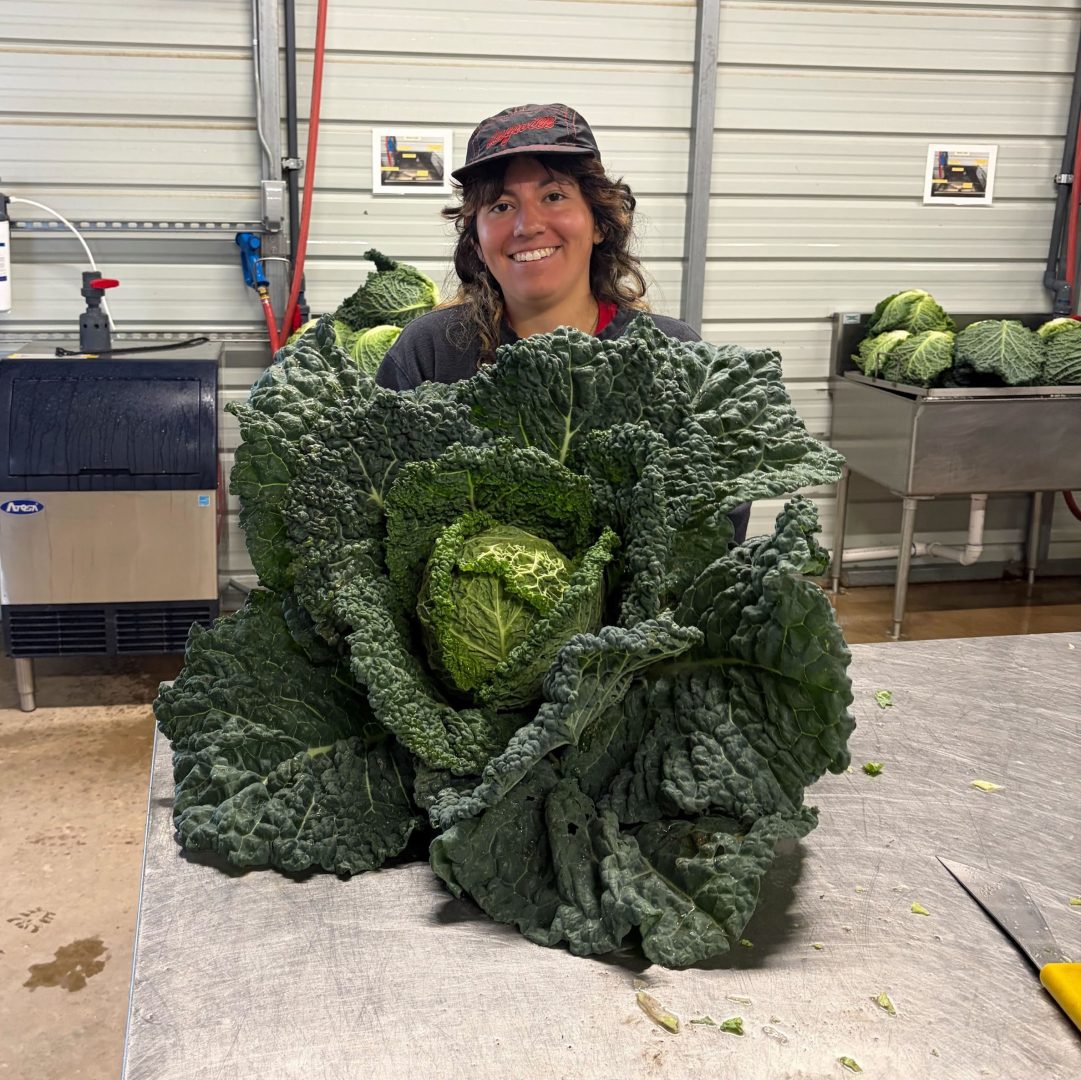 Joyful Cabbage