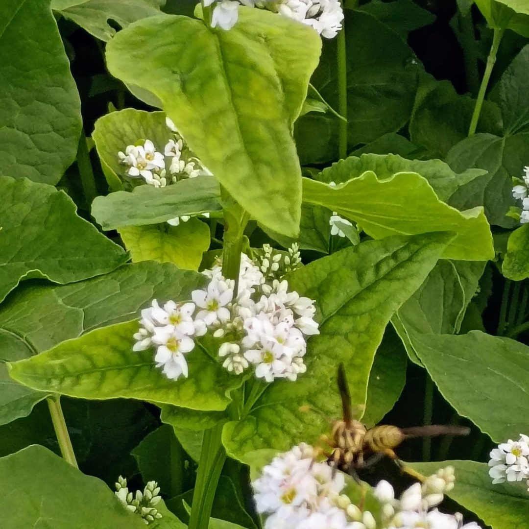 Pollinators and Perception
