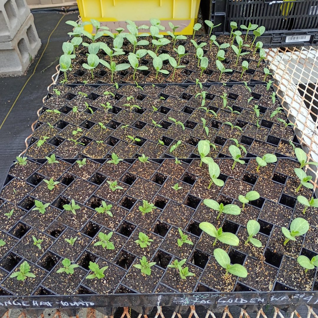 Seedling Potential