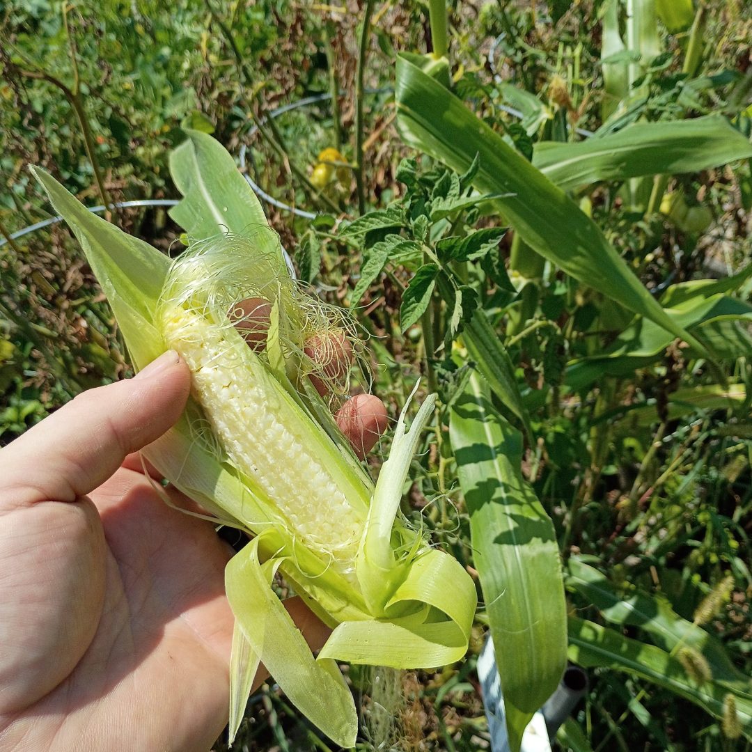 Corn