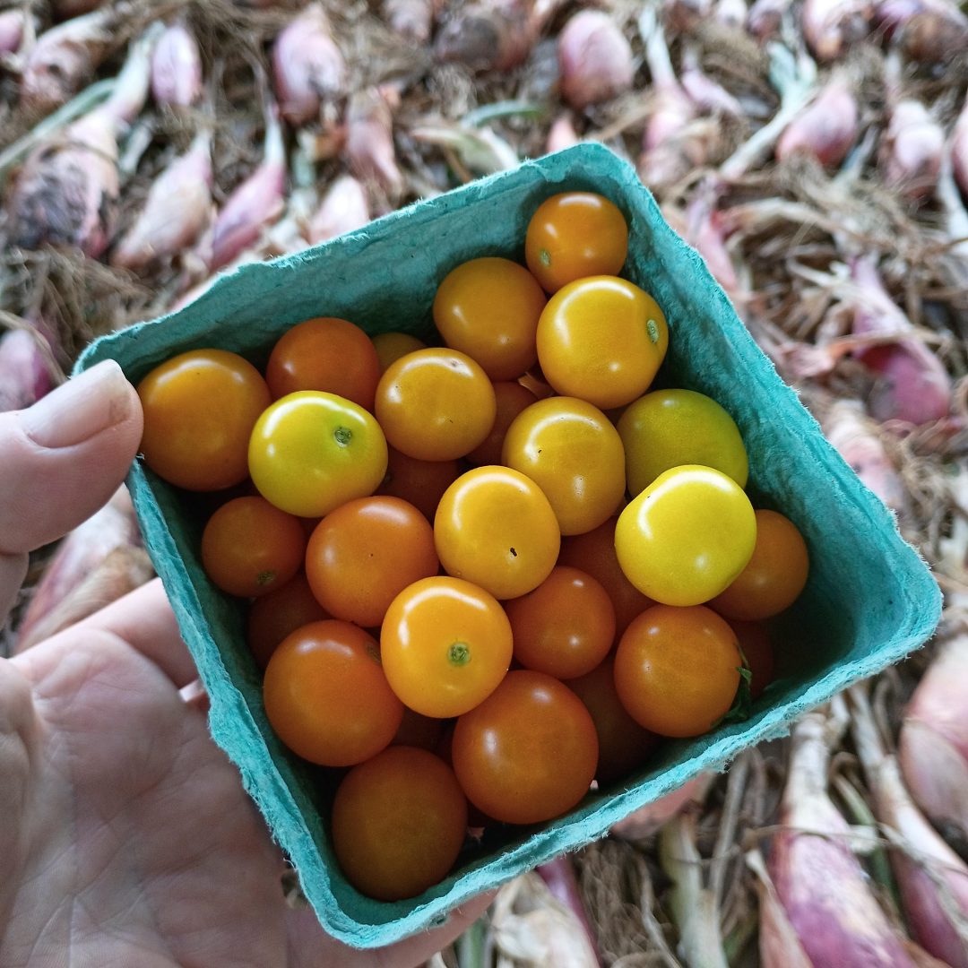First Farm Stand Day