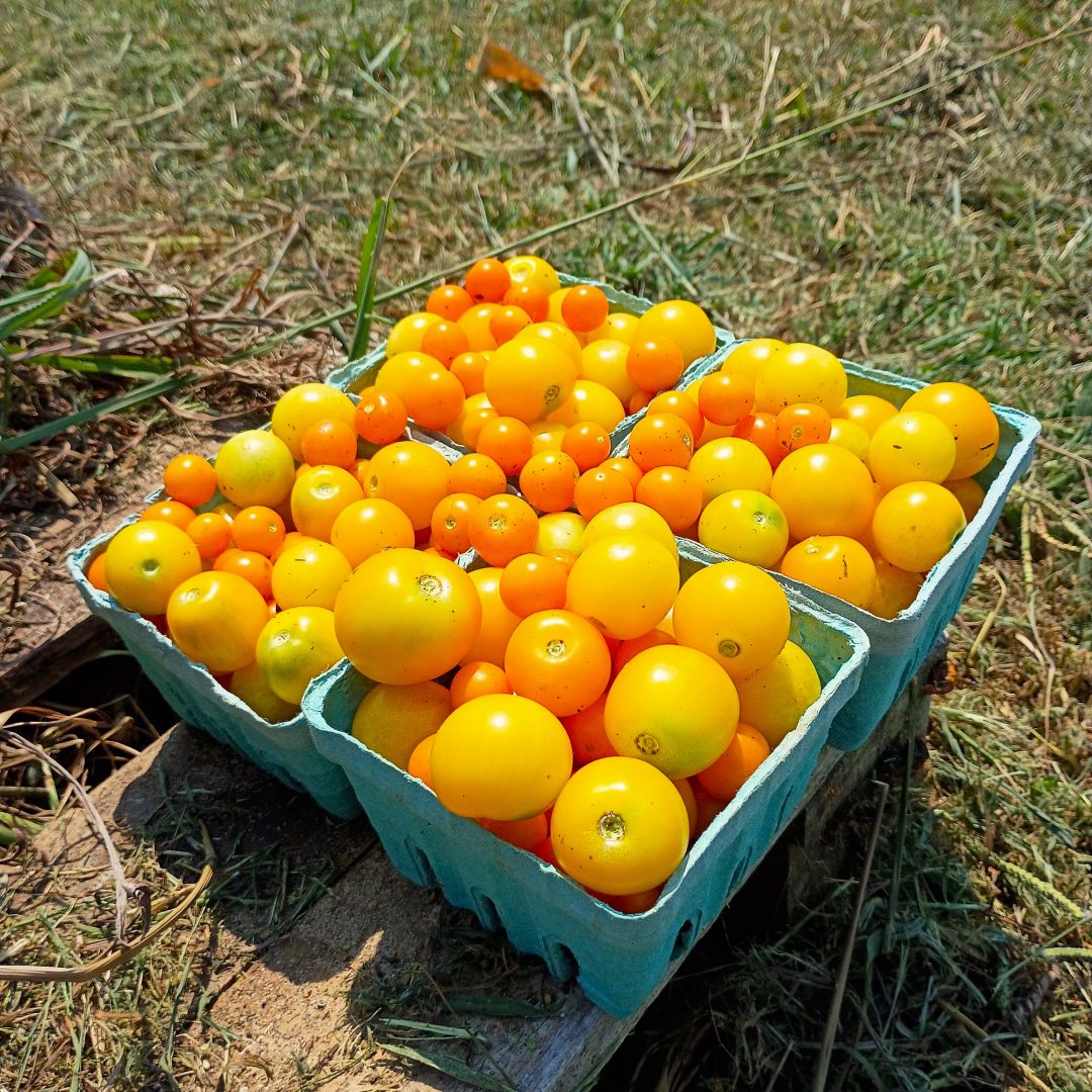 Last Micro Toms