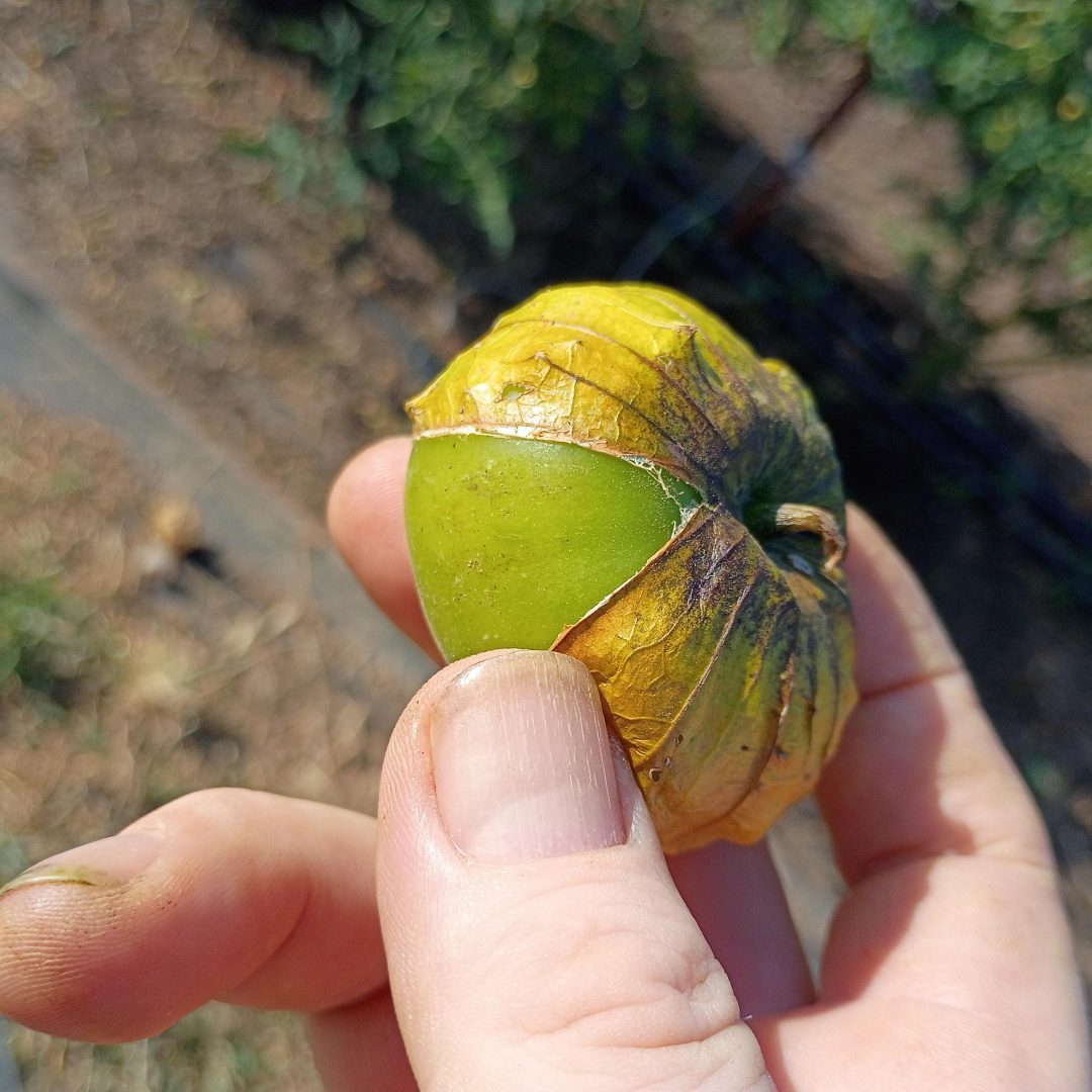 Tomatillo Blues